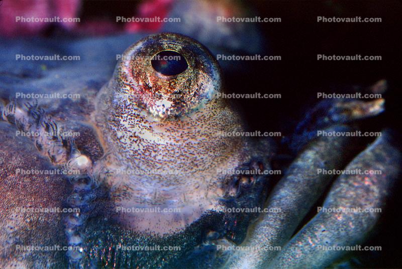 Plainfin Midshipman, (Porichthys notatus), Batrachoidiformes, Batrachoididae, toadfish