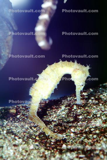 Oceanic Seahorse, (Hippocampus kuda), Syngnathiformes, Syngnathidae