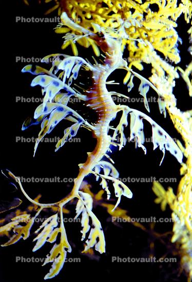 Seahorse, Leafy seadragon, (Phycodurus eques), Syngnathiformes, Syngnathidae, Camouflage, Seaweed, Biomimicry