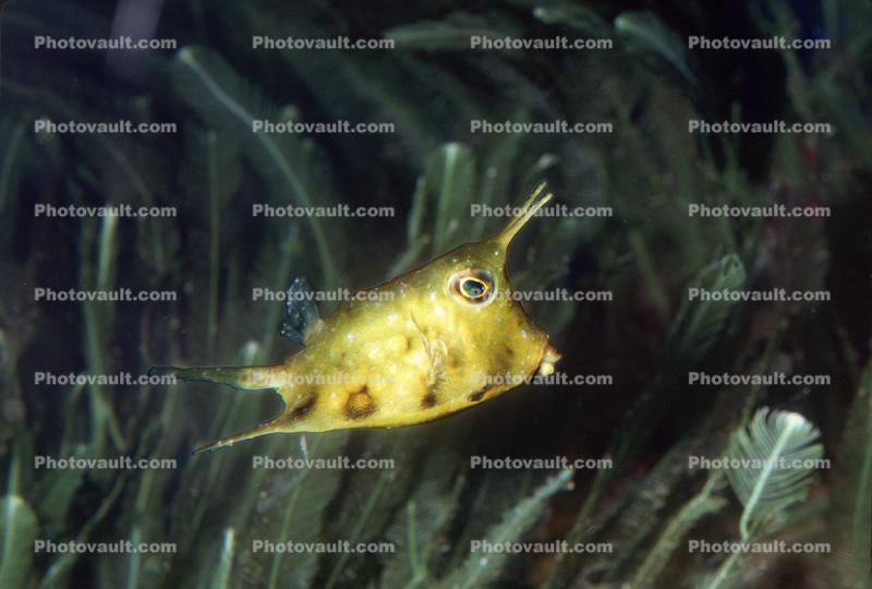 Longhorn cowfish, (Lactoria cornuta), Tetraodontiformes, Ostraciidae, boxfish