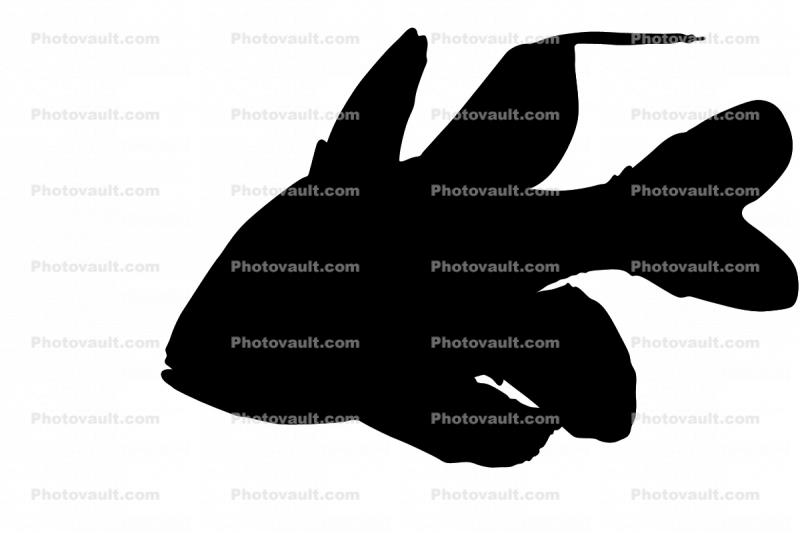 Orbiculate Cardinalfish silhouette, (Apogon orbicularis) Silhouette, Perciformes, Percoidei, Percoidea, Apogonidae, logo, shape