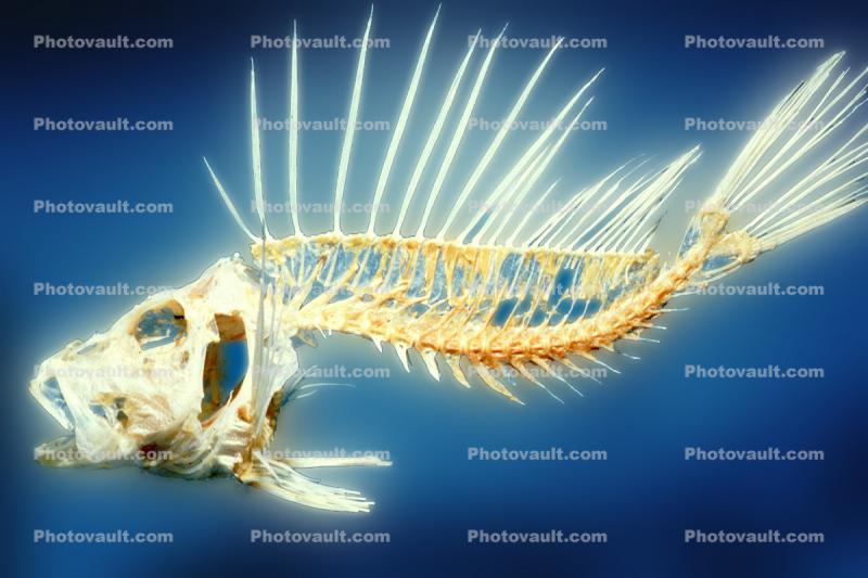 Skeleton, Black Volitan Lionfish, (Pterois volitans), Scorpaeniformes, Scorpaenidae, Pteroinae, venomous coral reef fish, scorpionfish, venemous