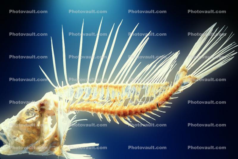 Skeleton, Black Volitan Lionfish, (Pterois volitans), Scorpaeniformes, Scorpaenidae, Pteroinae, venomous coral reef fish, scorpionfish, venemous