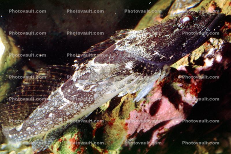 Tidepool Sculpin, (Oligocottus maculosus), Scorpaeniformes, Cottidae