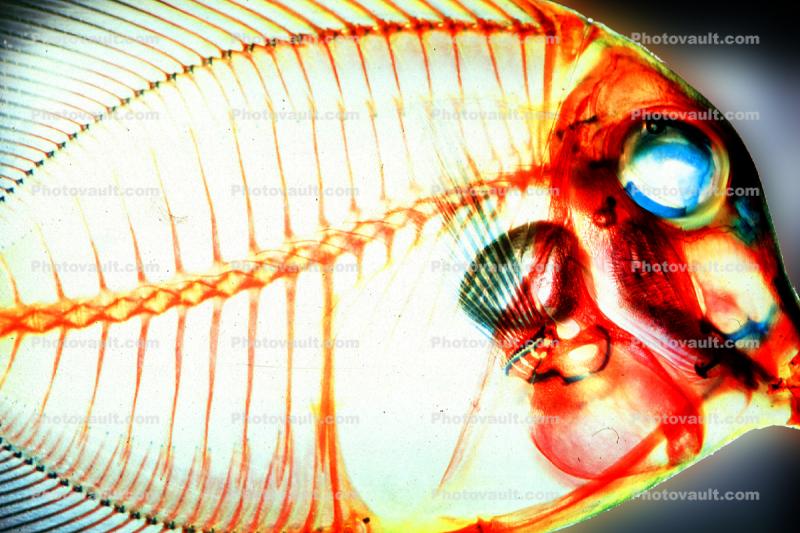 Surgeonfish, Acanthuridae