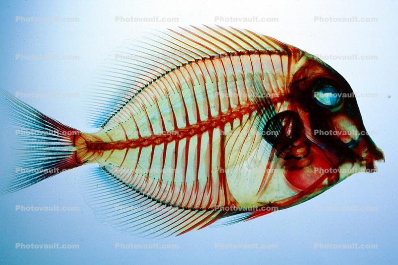 Surgeonfish, Acanthuridae