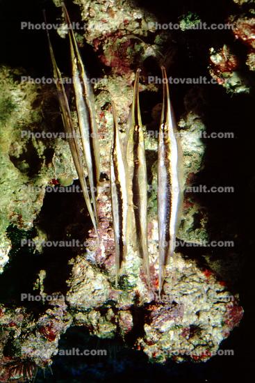 Shrimpfish, (Aeoliscus strigatus), Centriscidae, razorfish