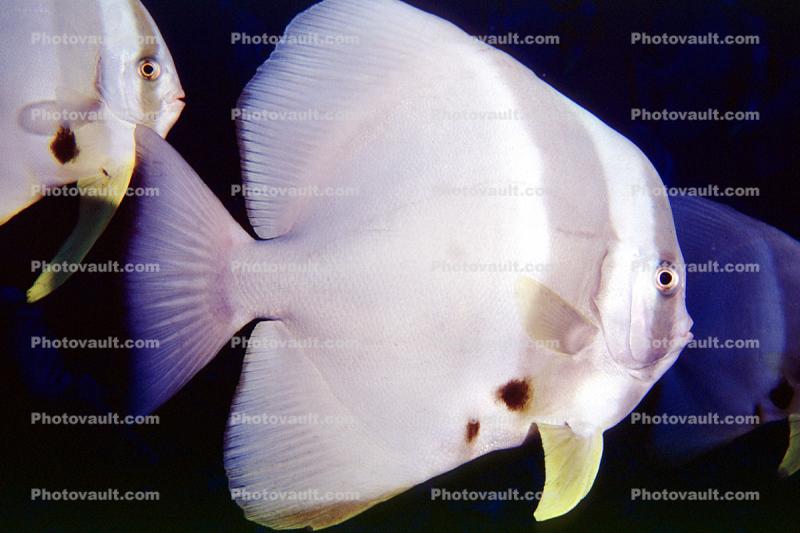 Gray Angelfish, (Pomacanthus arcuatus), Perciformes, Pomacanthidae, Maldives