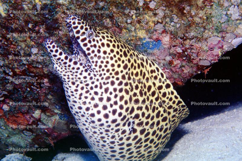 moray eel, Maldives