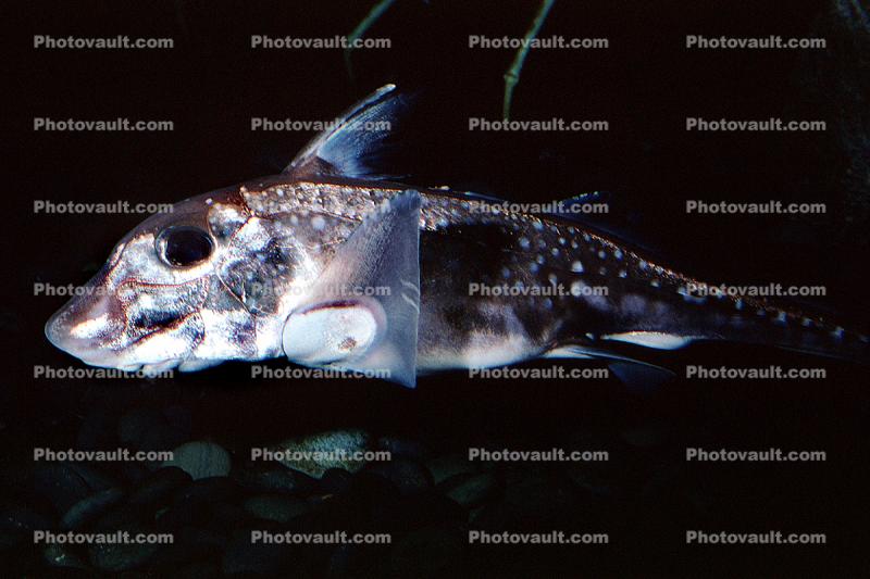 Spotted Ratfish, (Hydrolagus colliei), Chondrichthyes, Holocephali, Chimaeriformes, Chimaeridae, chimaera