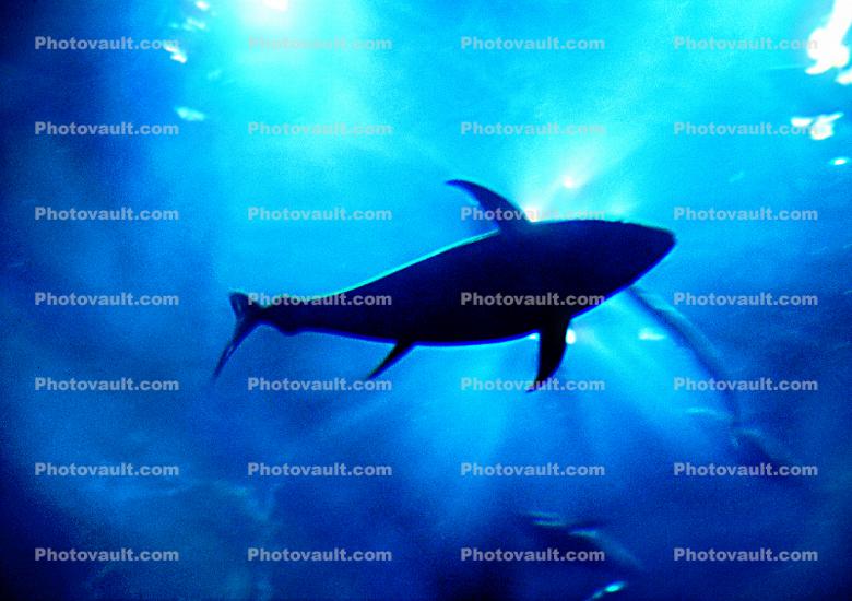 Tuna Fish with Sun Flares, Scombridae, Scombriformes