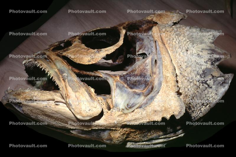 Fish head skeleton, skull