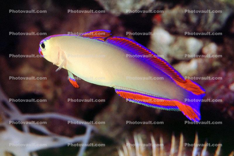 Purple Firefish, (Nemateleotris decora), Perciformes, Microdesmidae, Gobiidae, Goby, dartfish