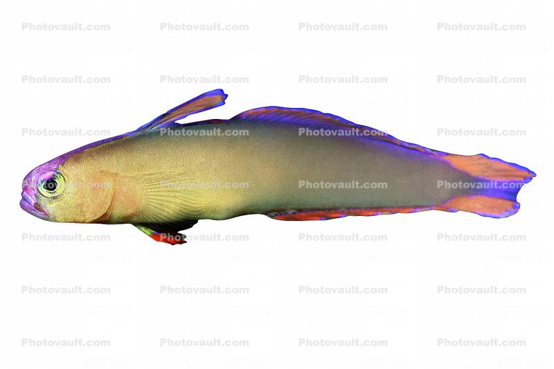 Purple Firefish, (Nemateleotris decora), Perciformes, Microdesmidae, Gobiidae, Goby, dartfish, photo-object, object, cut-out, cutout