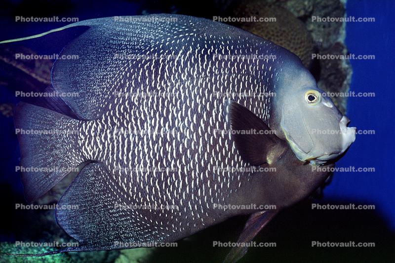 French Angelfish, (Pomacanthus paru), Perciformes, Pomacanthidae