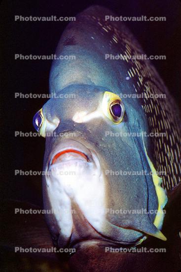 French Angelfish, (Pomacanthus paru), Perciformes, Pomacanthidae, eyes