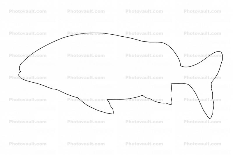 French Grunt outline, (Haemulon flavolineatum), Perciformes, Haemulidae, line drawing, shape