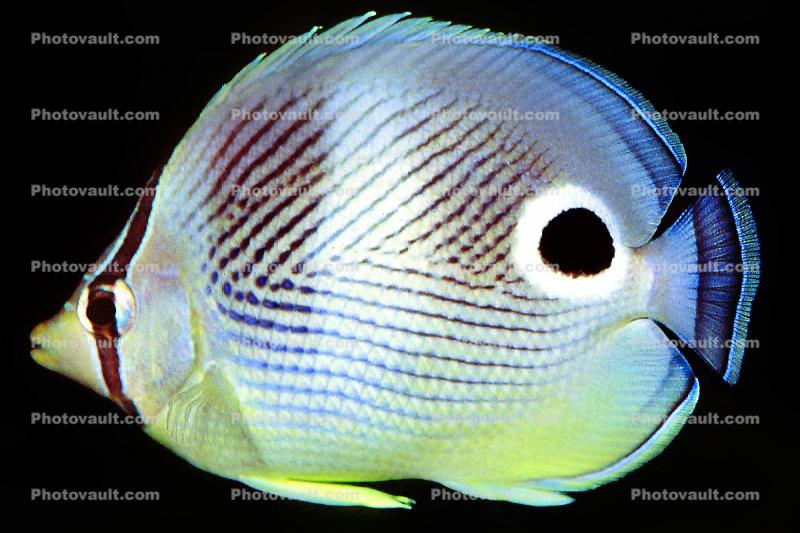 Four-eyed Butterflyfish, (Chaetodon capistratus), Perciformes, Chaetodontidae, Foureye Angelfish, eyes