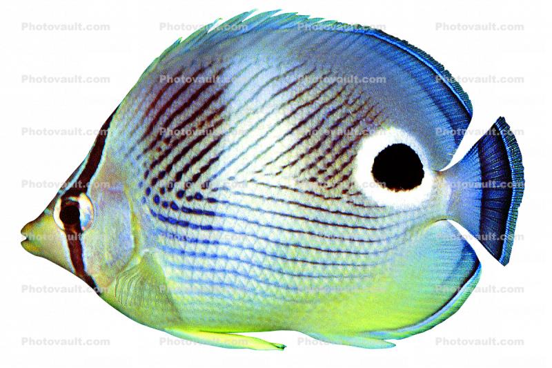 Four-eyed Butterflyfish, (Chaetodon capistratus), Perciformes, Chaetodontidae, Foureye Angelfish, photo-object, object, cut-out, cutout