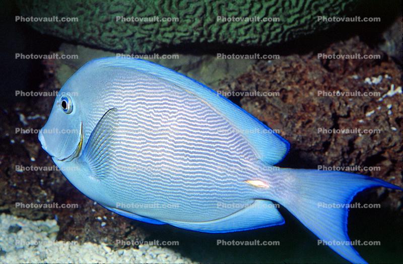 Atlantic blue tang surgeonfish, (Acanthurus coeruleus), Perciformes, Acanthuridae