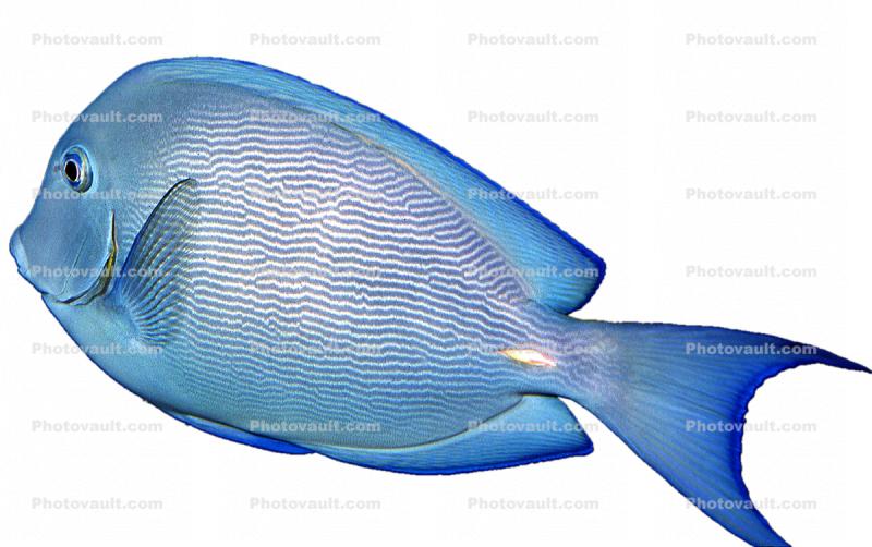 Atlantic blue tang surgeonfish, (Acanthurus coeruleus), Perciformes, Acanthuridae, photo-object, object, cut-out, cutout