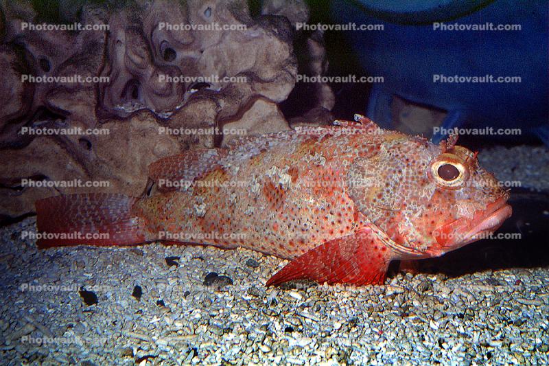scorpianfish
