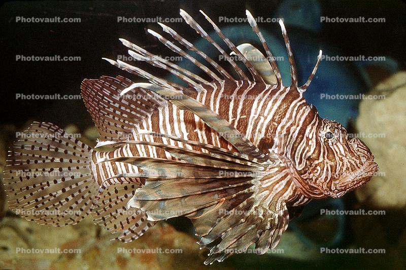 Lionfish, Scorpaeniformes, Scorpaenidae, scorpionfish, venemous