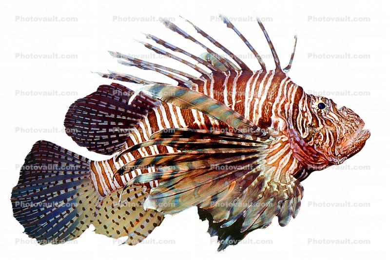Lionfish, Scorpaeniformes, Scorpaenidae, scorpionfish, venemous, photo-object, object, cut-out, cutout