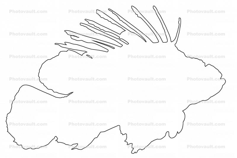 Lionfish Outline, Scorpaeniformes, Scorpaenidae, scorpionfish, venemous, line drawing, shape