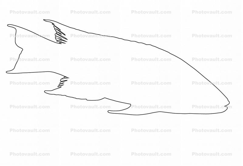 Spanish Hogfish outline, (Bodianus rufus), [Labridae], Wrasse, Perciformes, line drawing, shape