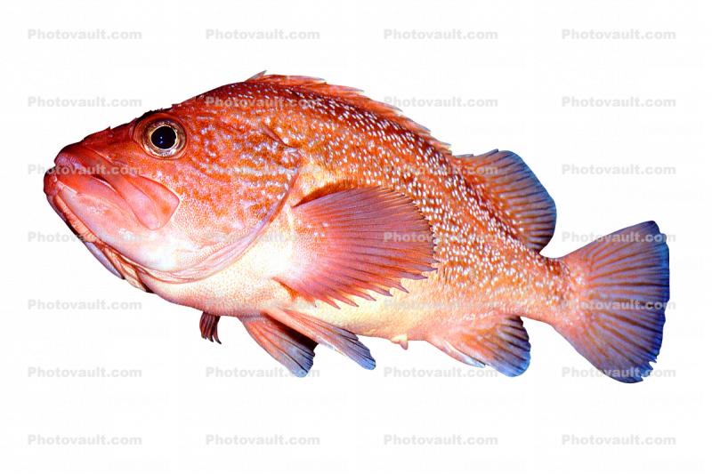 Rockfish, photo-object, object, cut-out, cutout