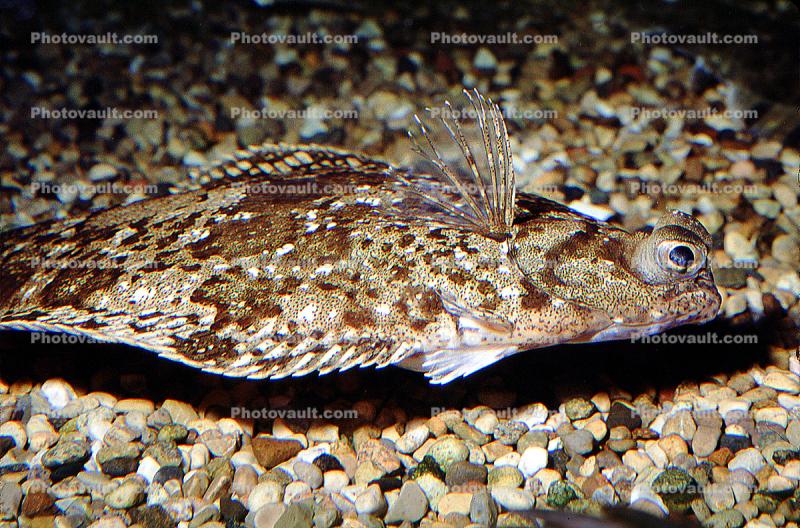 flatfish, flounder, eyes