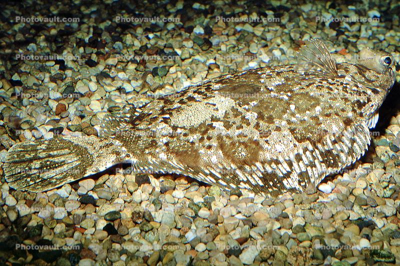 flatfish, flounder