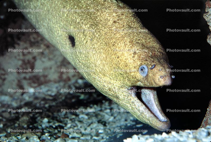 California Moray Eel, (Gymnothorax mordax), Anguilliformes, Muraenidae