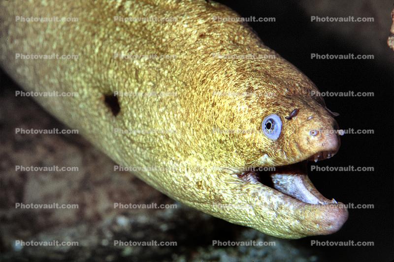 California Moray Eel, (Gymnothorax mordax), Anguilliformes, Muraenidae