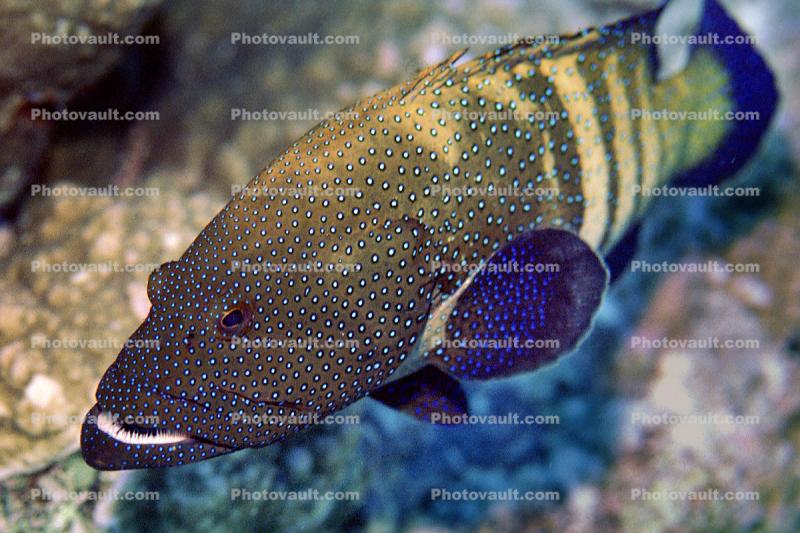 Blue Spotted Grouper, Red Sea
