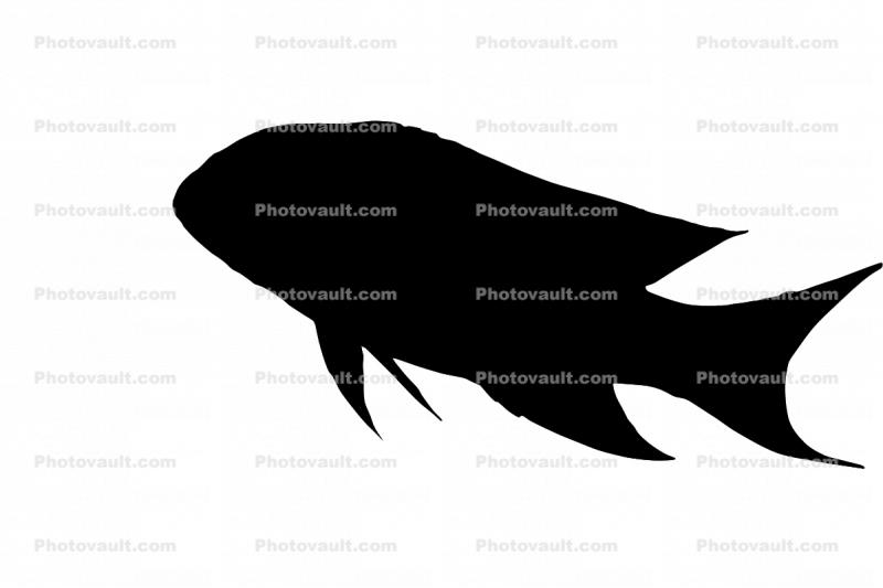 Jewel Grouper Silhouette, logo, shape