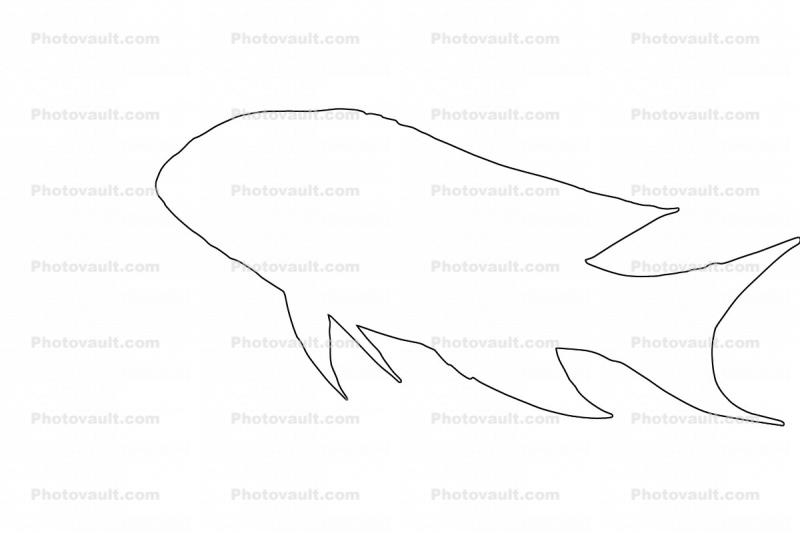Jewel Grouper Outline, line drawing, shape