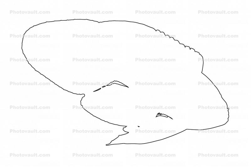 Marine Betta Grouper, (Calloplesiops altivelis), Perciformes, Plesiopidae, outlilne
