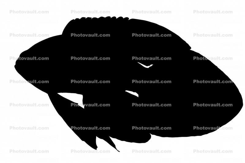 Marine Betta Grouper, (Calloplesiops altivelis), Perciformes, Plesiopidae