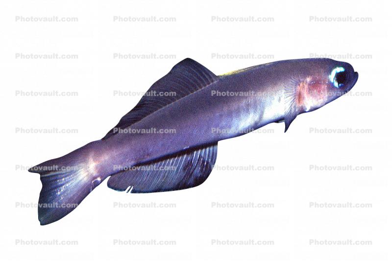Scissortail Goby (Ptereleotris evides), Perciformes, Ptereleotridae, Dartfish, photo-object, object, cut-out, cutout