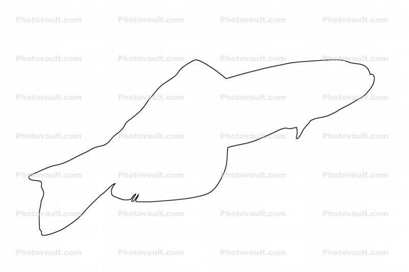 Scissortail Goby outline, (Ptereleotris evides), Perciformes, Ptereleotridae, Dartfish, line drawing, shape
