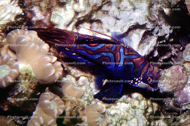 Mandarinfish, (Synchiropus splendidus), Perciformes, Callionymidae, dragonet