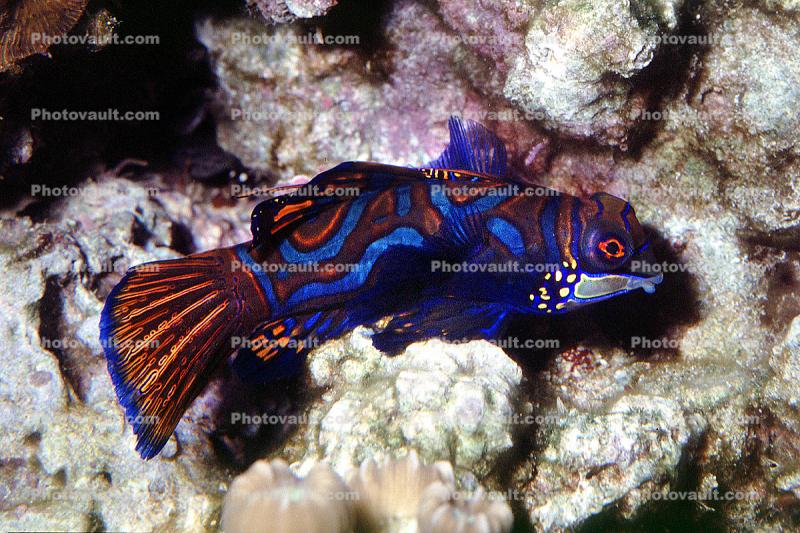 Mandarinfish, (Synchiropus splendidus), Perciformes, Callionymidae, dragonet