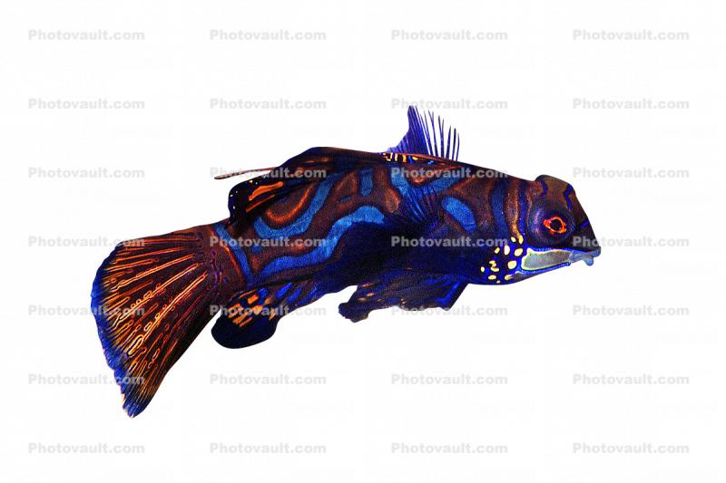 Mandarinfish, (Synchiropus splendidus), Perciformes, Callionymidae, dragonet, photo-object, object, cut-out, cutout