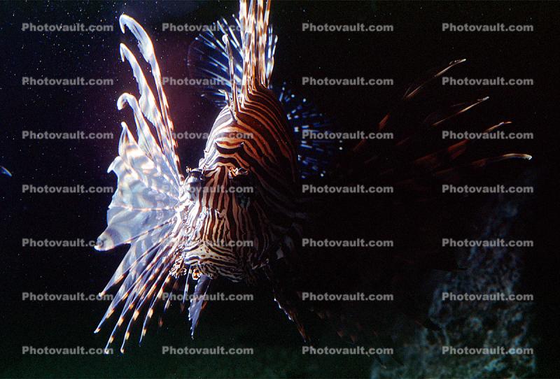 Red Lionfish, (Prerois volitans), Scorpaeniformes, Scorpaenidae, Pteroinae, venomous spines, poisonous, scorpionfish, venemous