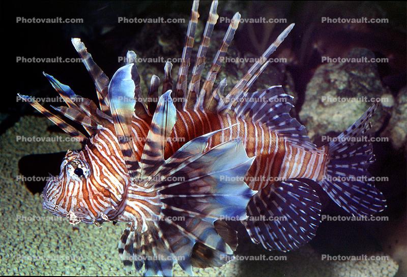 Red Lionfish, (Prerois volitans), Scorpaeniformes, Scorpaenidae, Pteroinae, venomous spines, poisonous, scorpionfish, venemous