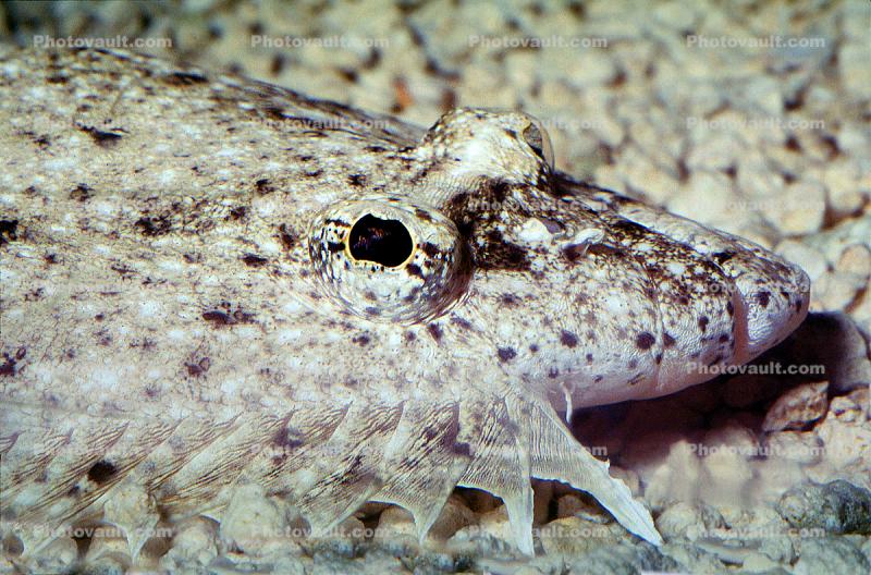 Gulf Flounder, (Paralichthys albigutta), Pleuronectiformes, Paralichthyidae, eyes
