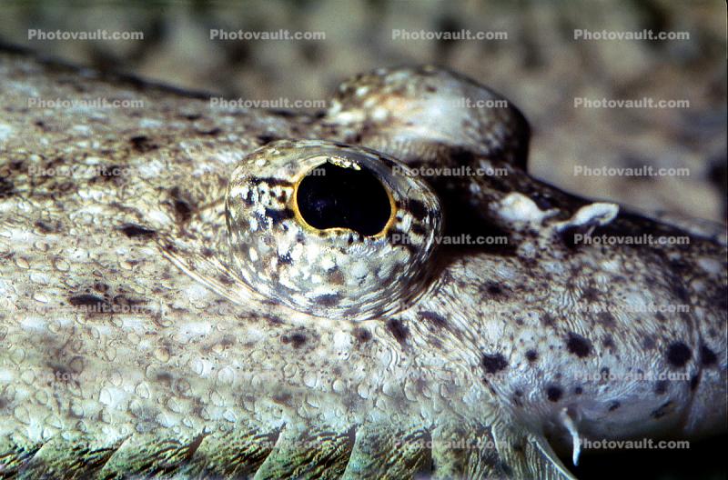 Gulf Flounder, (Paralichthys albigutta), Pleuronectiformes, Paralichthyidae, eyes