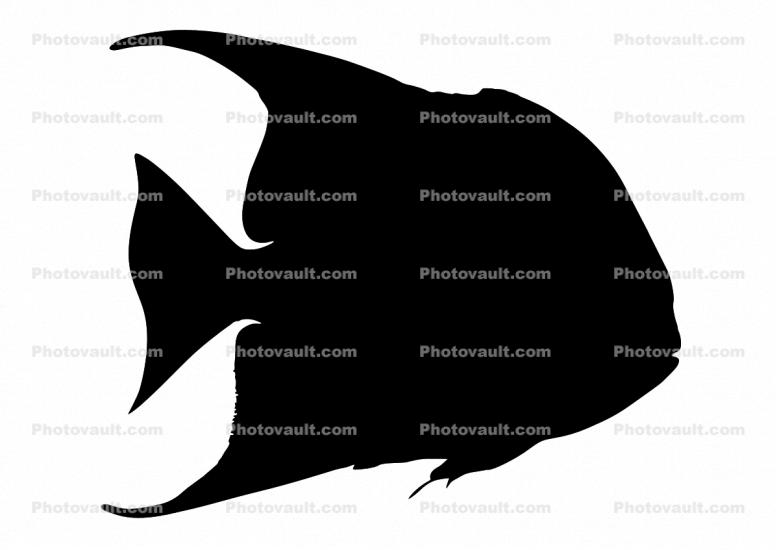 Atlantic Spadefish (Chaetodipterus faber), Perciformes, Ephippidae